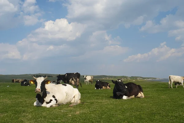 Cow on the field — Stock Photo, Image