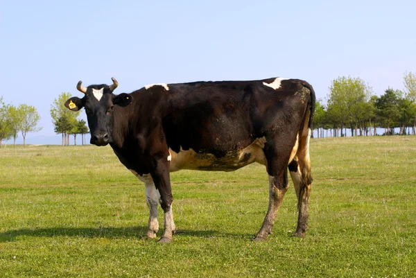 Cows — Stock Photo, Image