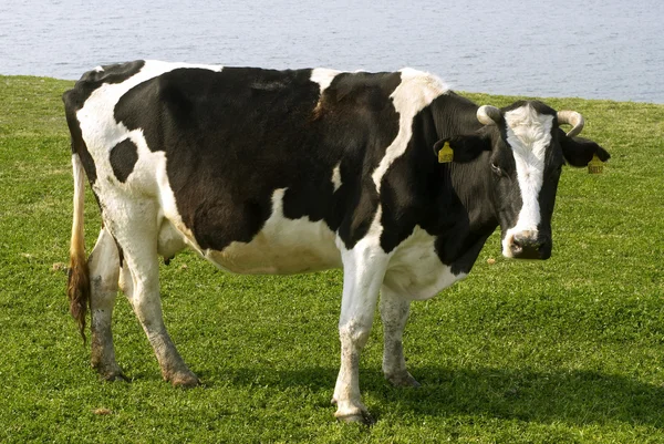 Cows — Stock Photo, Image