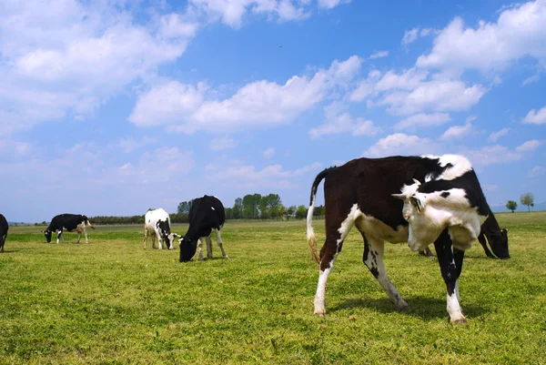 Cow eyes — Stock Photo, Image