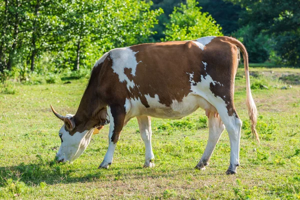 Dairy cow — Stock Photo, Image