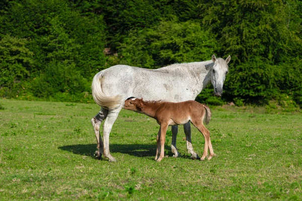 Horse and foal — Stock Photo, Image