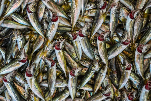 Telha de peixes — Fotografia de Stock