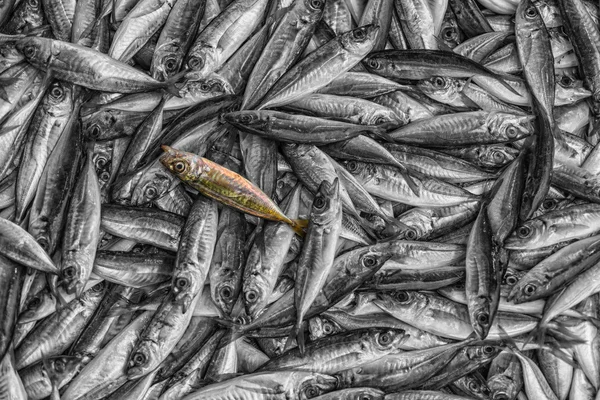 Tile of fishes — Stock Photo, Image