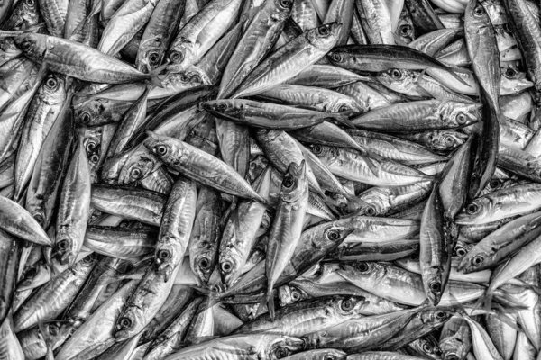 Tile of fishes — Stock Photo, Image