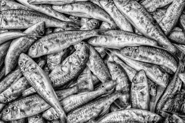 Mattonelle di pesci — Foto Stock
