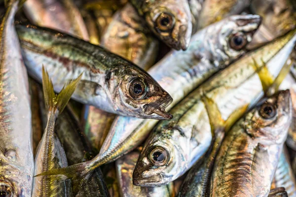 Tile of fishes — Stock Photo, Image