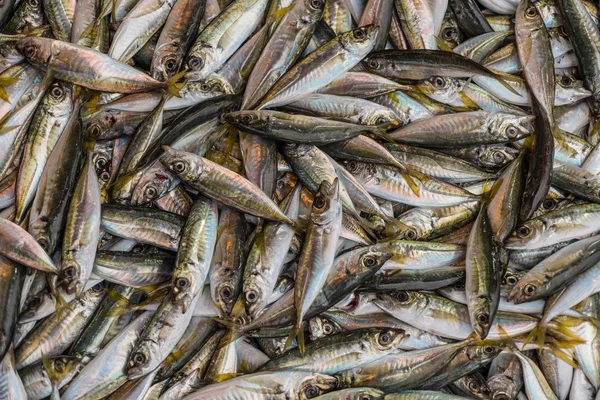 Carreau de poissons Image En Vente