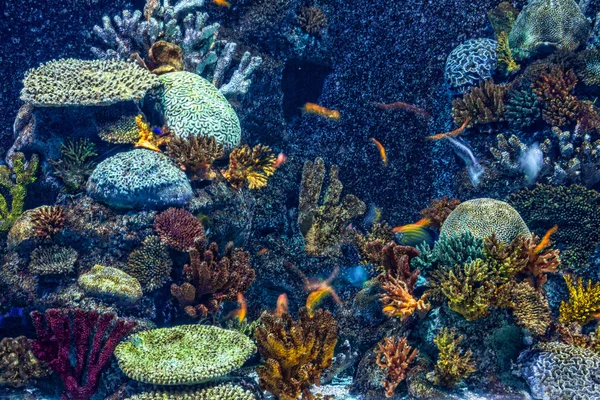 Onderwaterwereld Rechtenvrije Stockfoto's