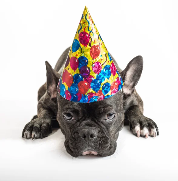 Party Dog Stock Photo