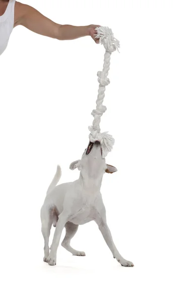 Jack russell terrier de — Foto de Stock