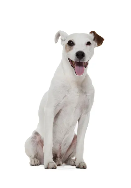 Jack russell Terriër — Stockfoto