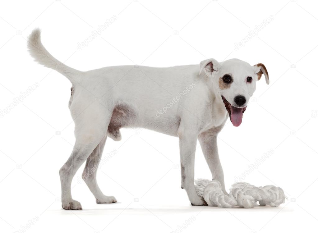 Jack Russell Terrier