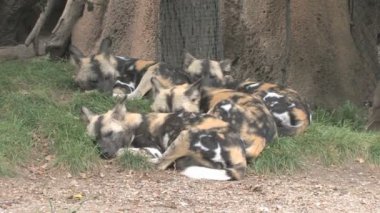 Afrika wilddog