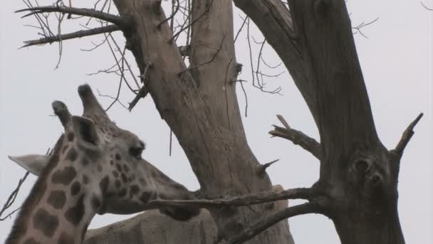 Giraffa — Wideo stockowe