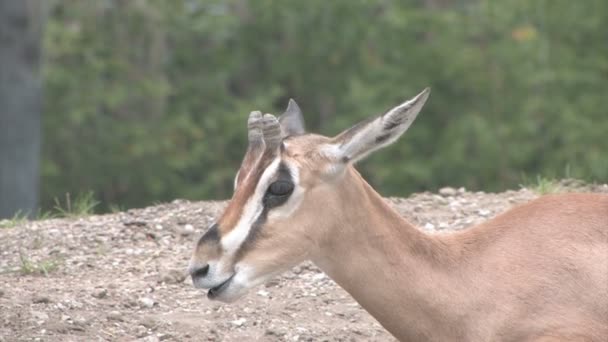 Grant 's Gazelle — стоковое видео