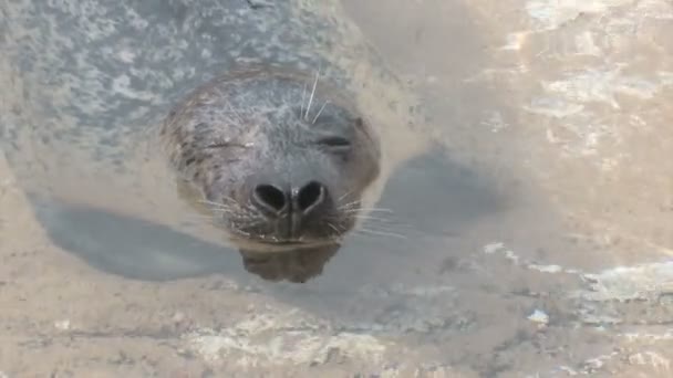 Harbor seal — Stockvideo