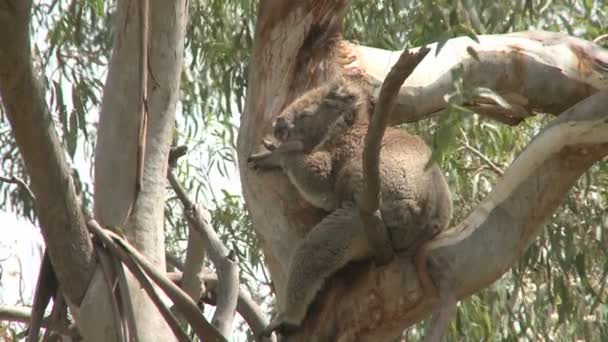 Australischer Koalabär — Stockvideo