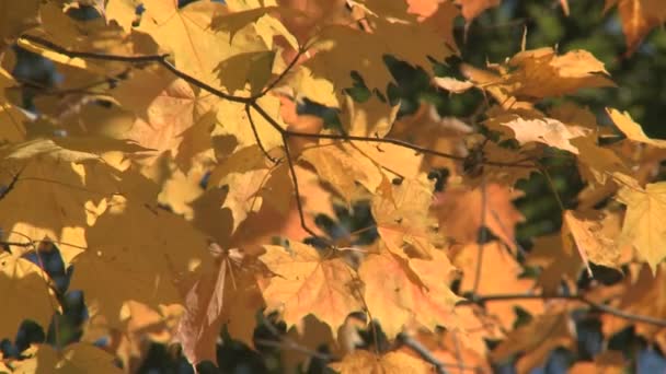 Couleurs d'automne 