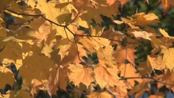 Fall colors — Stock Video