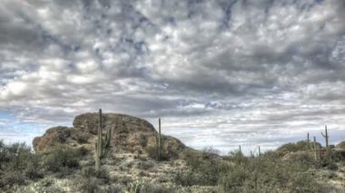 HDR timelapse javelina saguaro np arizona kayalar