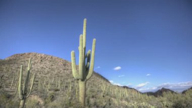 HDR timelapse arizona kaktüs