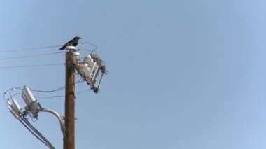bir elektrik direğinden raven