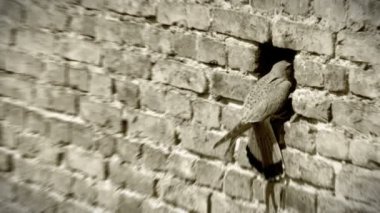 siyah beyaz kerkenez