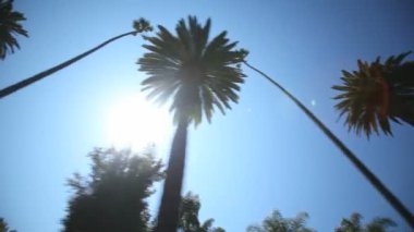 palmiye ağacı sürücü