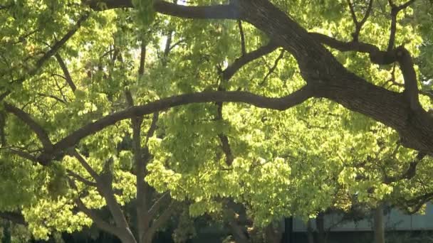 Tree and green leaves — Stock Video