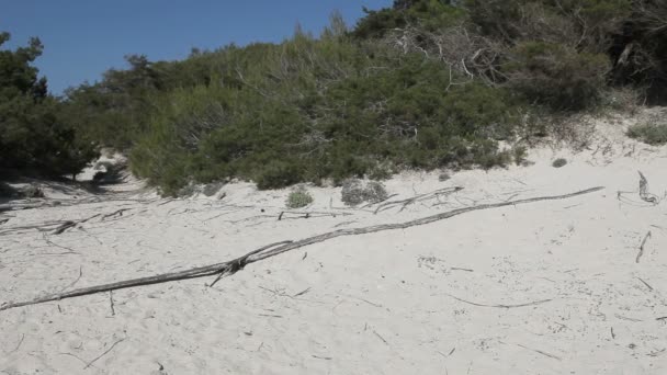 Спорт на пляже — стоковое видео