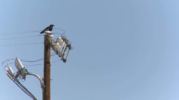 Raven na stožár elektrického vedení — Stock video