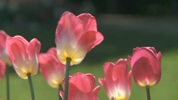 Tulipanes moviéndose en el viento — Vídeo de stock