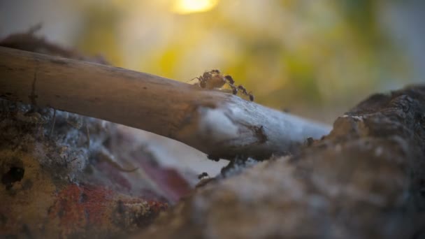 Formigas (Messor Barbarus ) — Vídeo de Stock