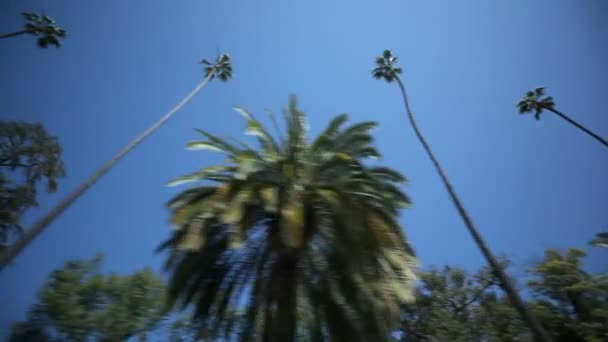 Palm tree jednotka