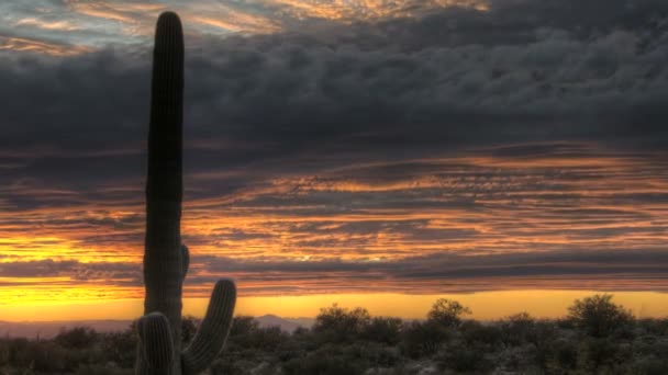 HDR timelapse slunce arizona kaktus — Stock video