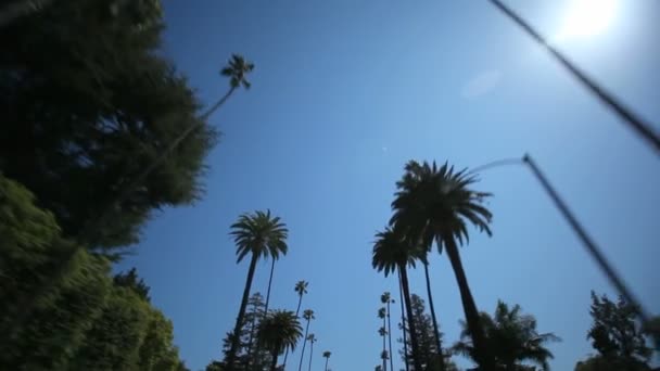 Palm Tree Drive — Stock Video