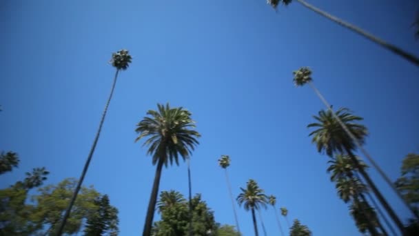 Palm Tree Drive — Video Stock