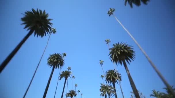 Palm Tree Drive — Stock Video