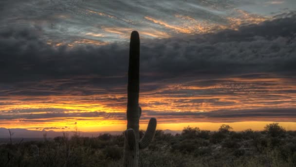 HDR timelapse zonsondergang arizona cactussen — Stockvideo