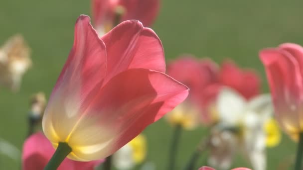 Tulipanes moviéndose en el viento — Vídeo de stock