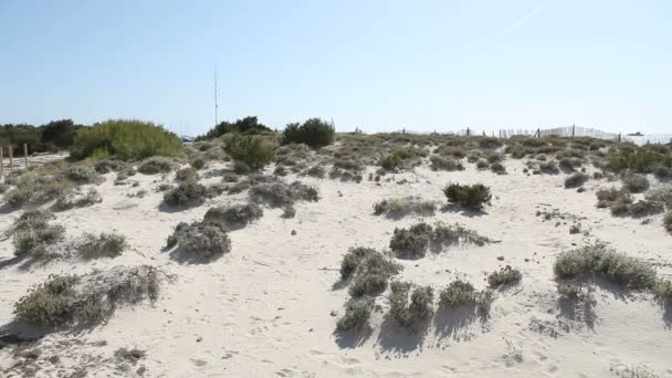 En la playa — Vídeos de Stock