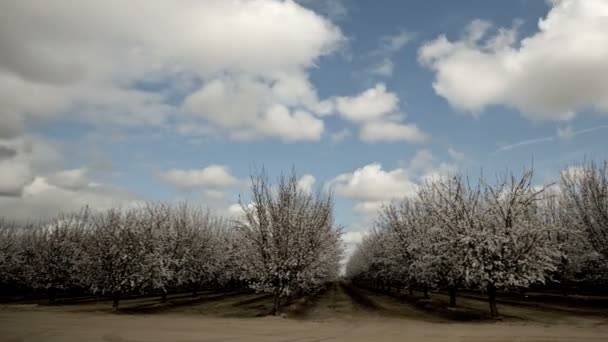 Amandel bloeiende bomen — Stockvideo