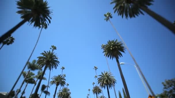 Palm tree enhet — Stockvideo