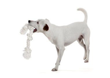 Jack Russell Teriyeri