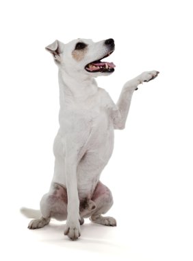 Jack Russell Teriyeri