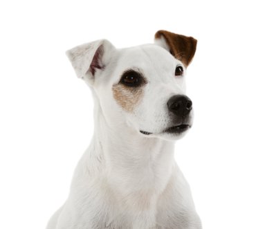 Jack Russell Teriyeri
