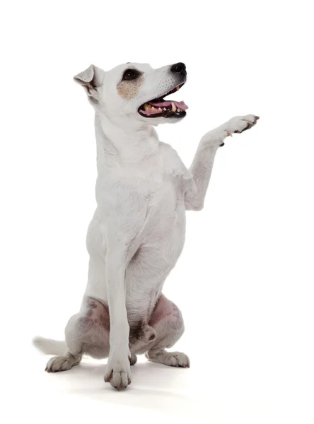 Jack Russell Teriyeri