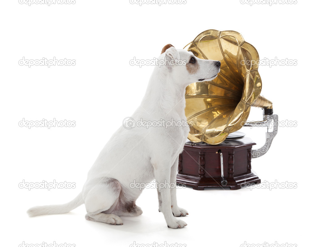 Jack Russell Terrier and gramophone