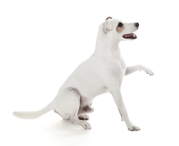 Jack Russell Terrier Przewodniczący — Zdjęcie stockowe